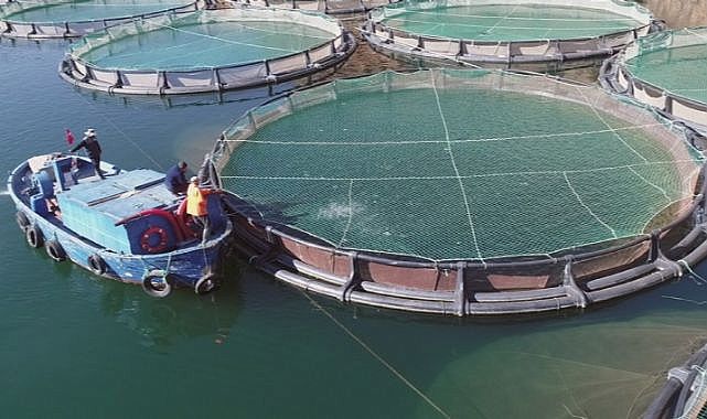 Muğla&#039;nın su ürünleri ihracatı 1 milyar dolara yaklaştı