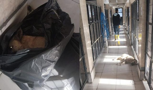 Osmangazi&#039;de hayvan katliamı: Çöp poşetlerinin içinde ölü köpekler bulundu