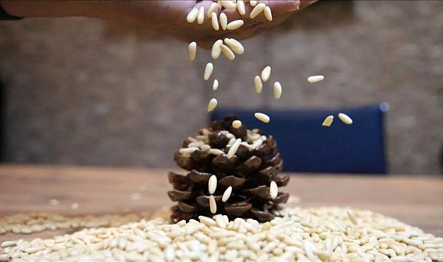 Aydın çam fıstığına, AB&#039;den coğrafi işaret tescili