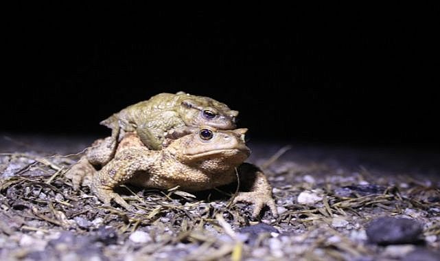 Bacağı 43 dolar kendisi 15 dolar