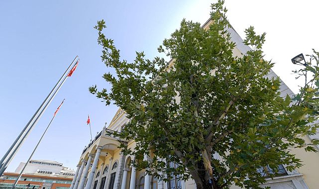 Devrilen Çınarın Yerine Yeni Sembol Dikildi