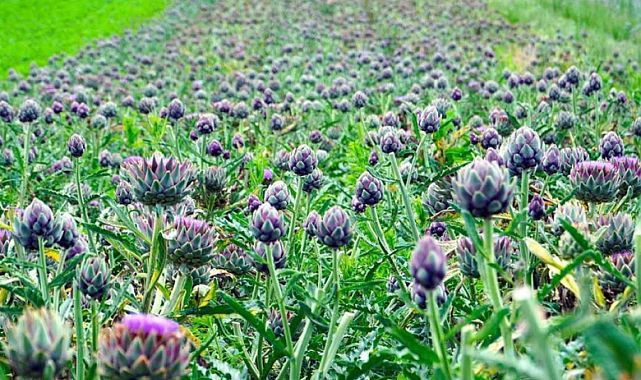 Enginar Atığı Su Arıtımında Devrim Yaratıyor: Gençlerden Çevreye Umut