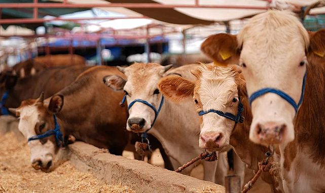 Kurban Bayramı Satışları Rekor Kırdı: 3 Milyon Kurbanlık Satıldı