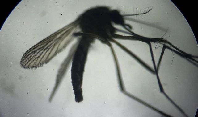 Yunanistan&#039;da Batı Nil virüsüne karşı uyarı