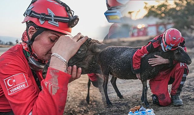 Alevlerden kurtarılan koyun ekiplerin yürek burktu