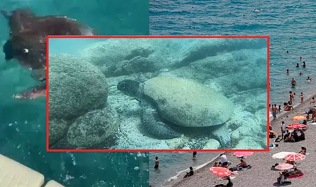 Antalya’da caretta alarmı: Öğlen saatlerinde ısırıyor