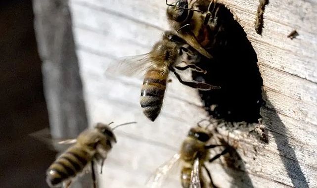 Arı kovanına eşek arısı saldırdı: 24 kişi hastanelik oldu