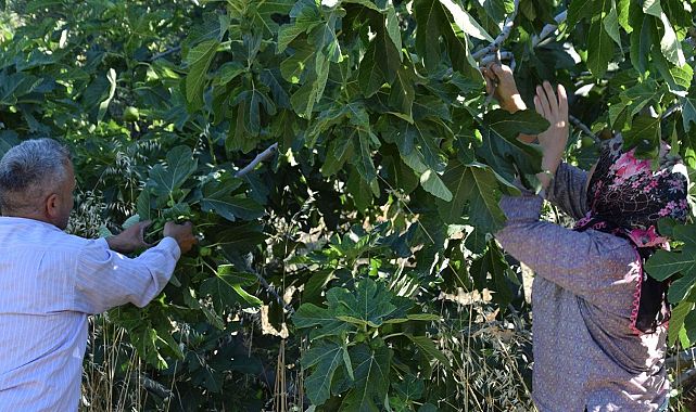Aynı ağaçtan 7 kez hasat! Tüm dünyadan sipariş