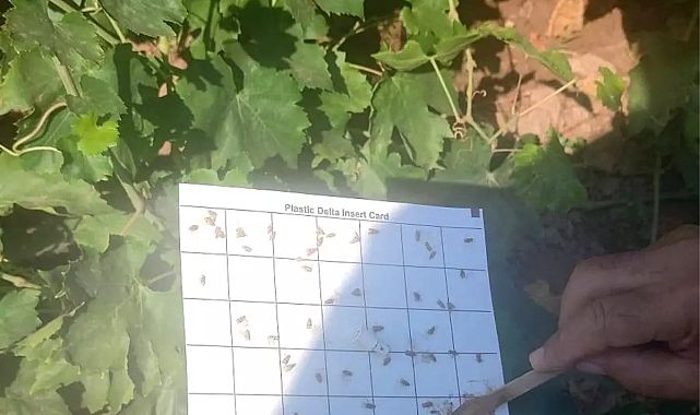 Bağ üreticilerine zararlı uyarısı: İlaçlama başlıyor