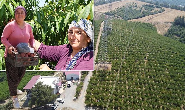 Bahçede 100 Ton Beklendi, Sadece 10 Ton Alındı