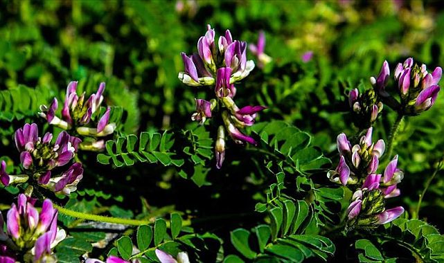 Bilim şaşkın: Bitkiler stres altında ses yayıyor