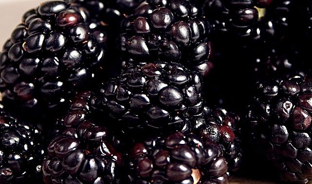 Böğürtlen tümör hücrelerini engelliyor, faydaları saymakla bitmiyor