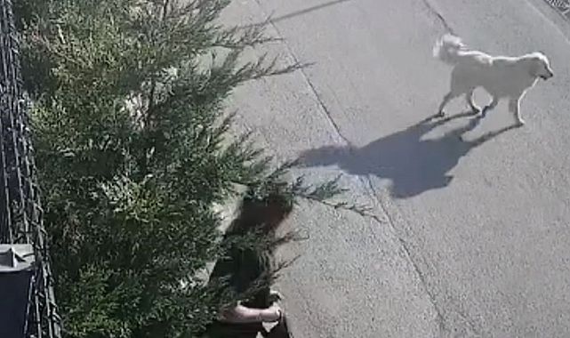 Bursa’da sabah dehşeti! İşe giden kadına köpek saldırdı