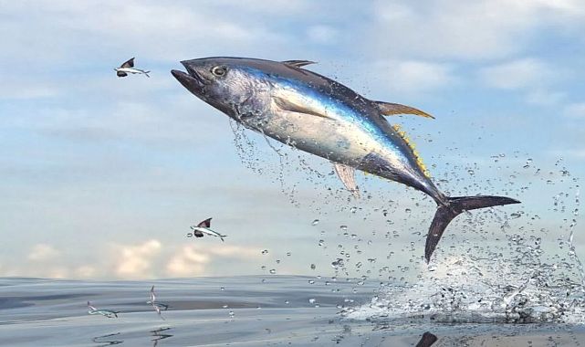 Çeşme kıyılarında orkinos paniği! Ekipler devrede