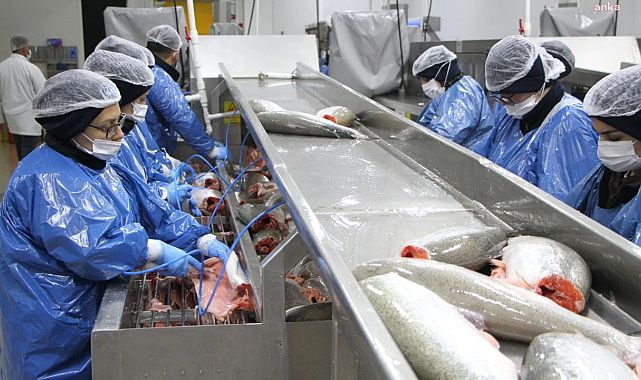 Ege’nin Somonları Dünya Pazarlarını Fethediyor