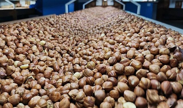 Giresun, Karadeniz’in fındık şampiyonu