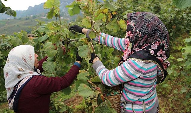 Giresun Valiliği açıkladı: Fındık işçisinin yevmiyesi belli oldu