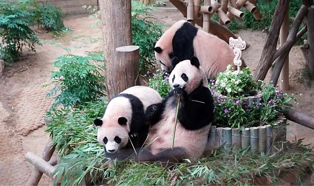 Güney Kore’de panda ikizleri ikinci yaş gününde