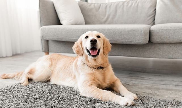 İngiltere’de köpeklerle Parkinson teşhisi devrimi