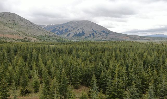 Kayseri&#039;de ormanlara giriş-çıkışlar 31 Ekim&#039;e kadar yasaklandı