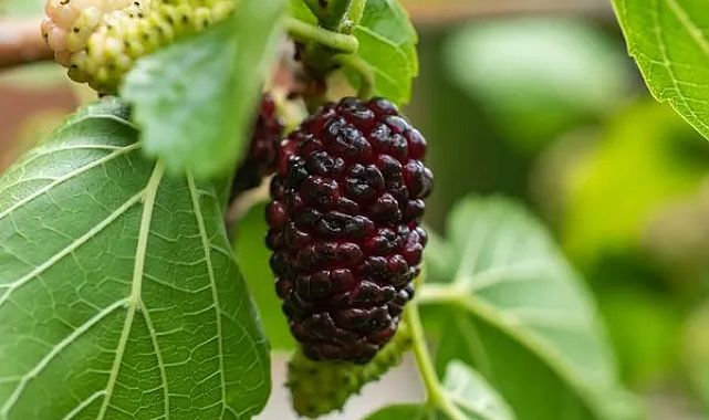 Kemikleri çelik gibi yapan bitki: Karadut çayı