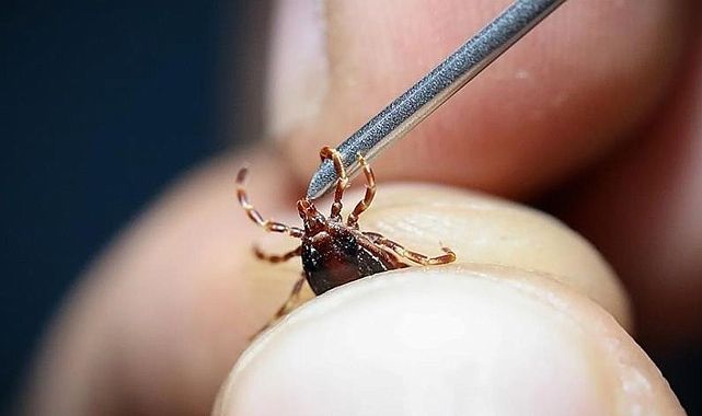 Kene kabusu sürüyor: Sivas&#039;ta ölü sayısı 12 oldu