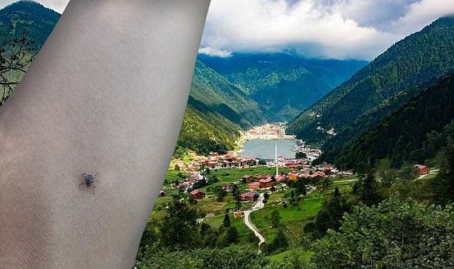 Kene tehlikesi büyüyor, vakalar artıyor