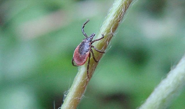Keneler biyolojik silah olarak kullanılabilir, dikkat!