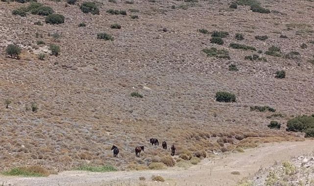 Kuruyan göletlere su taşındı, yaban hayatı korunuyor