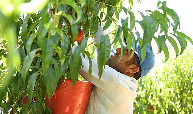 Lapseki şeftalisi Almanya, Rusya ve Orta Doğu&#039;ya gidiyor