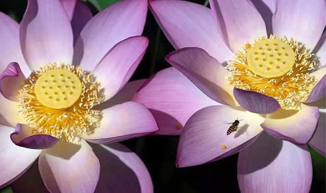 Makao’da yazın görsel şöleni: Nilüfer Çiçeği Festivali