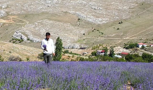 Malatya’da Genç Çiftçiden Lavanta Üretimi