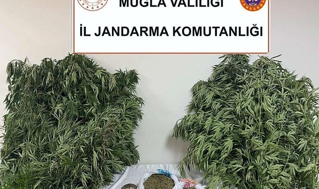 Menteşe’de jandarma uyuşturucuya büyük darbe vurdu