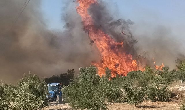 Mersin Silifke’de Orman Yangını: Taşucu Mahallesi Alevlere Teslim Oldu