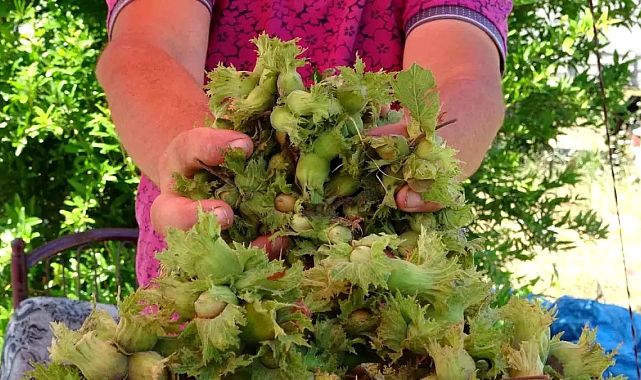 Ordu’da yaş fındık kilogramı 200 TL’den satılıyor