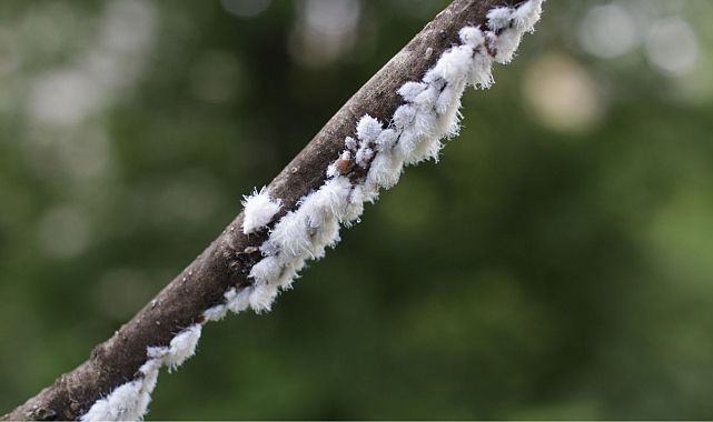 Pamuk tarlalarında tehlike: Unlu bit alarmı