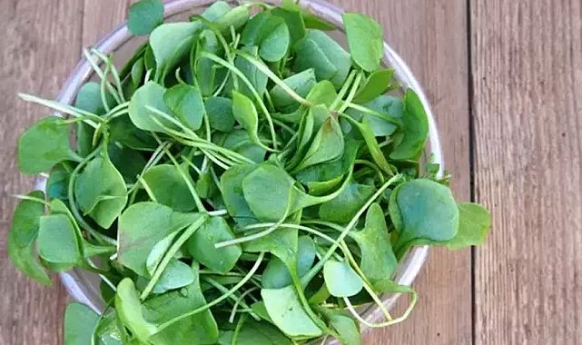 Pencerede yetişiyor, dünyanın en sağlıklısı seçildi