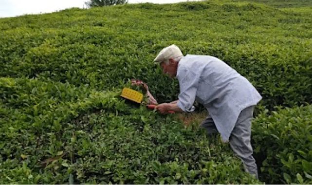 Rize&#039;de çayda taban fiyat denetimi başladı