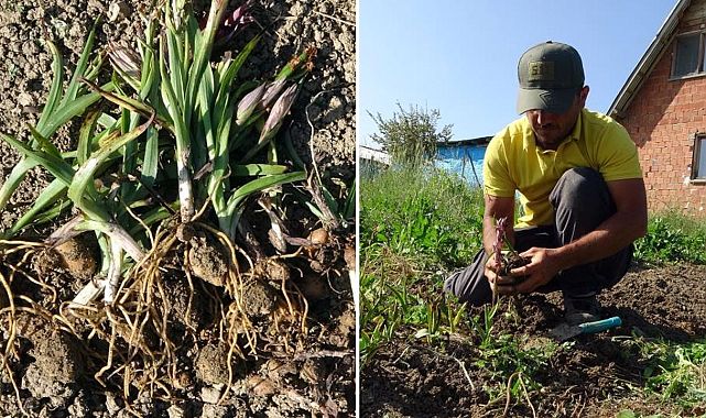 Salep üretimi artıyor, kilosu 2-3 bin lira arasında alıcı buluyor