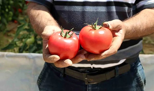 Sarıcakaya’da 25 bin ton domates hasadı bekleniyor