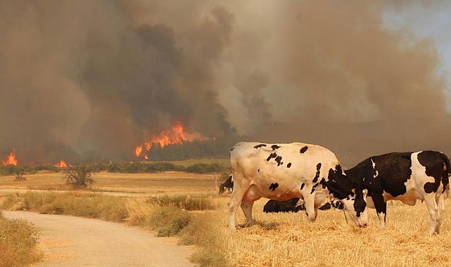 Şarköy’deki Yangın Çanakkale’ye Sıçradı!