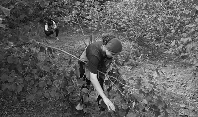 Sektör uyardı: Fındık hasadı için erken tarih verildi