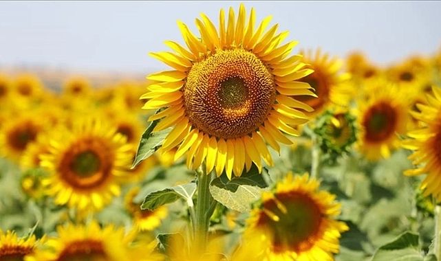 Sıfır gümrükle ayçiçeği ithalatı başlayacak