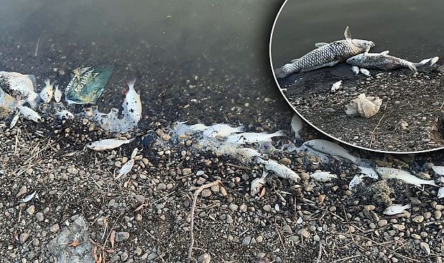 Tekirdağ’da Baraj Kurudu, Balık Ölümleri Yetkilileri Alarmda