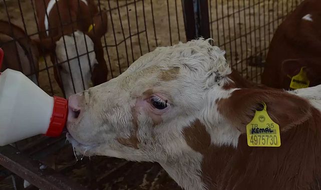 Torbalı’daki çiftlikte buzağılara özel isimler konuyor