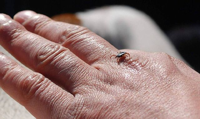 Uzman açıkladı: İstanbul’daki kene tehlike oluşturmuyor