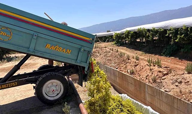 Üzüm üreticileri şaraplık satışa yöneldi