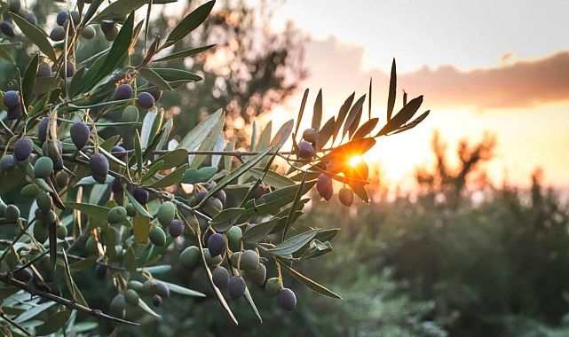 Zeytinlikler madene açılıyor: TBMM&#039;de kabul edildi