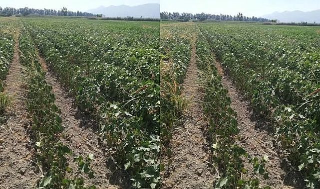 2 Oda başkanından su sitemi: Pamuk susuzluktan yanıyor sayın valim!