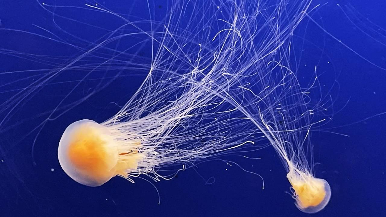 Fransa&#039;da Nükleer Santralde Denizanası Alarmı